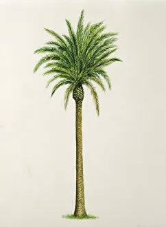 Arecaceae, Alexandra or King Palm Archontophoenix alexandrae Arecaceae, Alexandra or King Palm Archontophoenix alexandrae