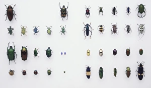 Array of beetles, including Chafer beetle (Hoplia caerulea), Shining flower chafer (Plusiotis optima) Array of beetles, including Chafer beetle (Hoplia caerulea), Shining flower chafer (Plusiotis optima)
