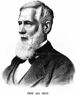 Asa Gray (1810-1888) American botanist Asa Gray (1810-1888) American botanist