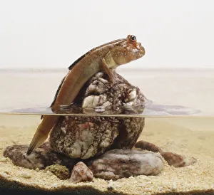 Atlantic Mudskipper, Periophthalmus barbarus, on a rock in water Atlantic Mudskipper, Periophthalmus barbarus, on a rock in water