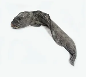 Atlantic wolffish (Anarhichas lupus) Atlantic wolffish (Anarhichas lupus)