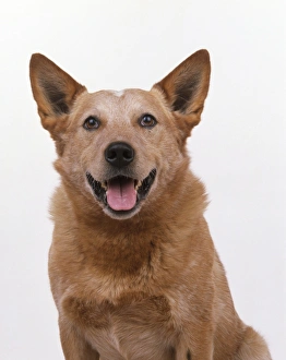 Australian Cattle dog, looking at camera, panting Australian Cattle dog, looking at camera, panting