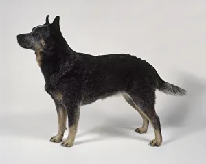 Australian Cattle Dog, standing, side view Australian Cattle Dog, standing, side view