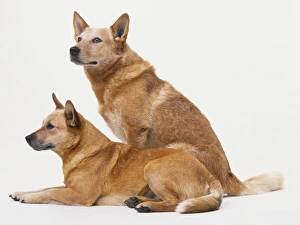 Two Australian Cattle Dogs (Canis familiaris), one sitting and one lying down, side view Two Australian Cattle Dogs (Canis familiaris), one sitting and one lying down, side view
