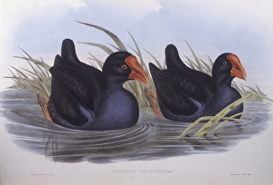 Australian swamphen (Porphyrio melanotus), Engraving by John Gould Australian swamphen (Porphyrio melanotus), Engraving by John Gould