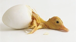 Aylesbury Duckling half out of egg Aylesbury Duckling half out of egg