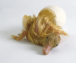 Aylesbury duckling hatched out of egg shell, front view Aylesbury duckling hatched out of egg shell, front view