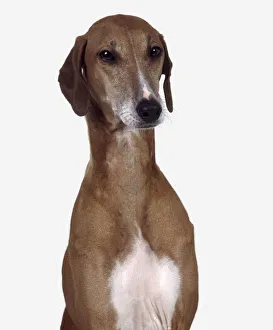 Azawakh dog, head and shoulders, facing forward Azawakh dog, head and shoulders, facing forward