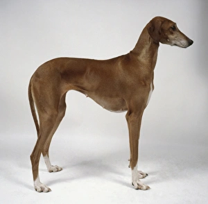Azawakh dog, standing, side view Azawakh dog, standing, side view