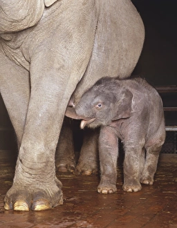 Baby asian elephant stands under its mother with its mouth open trying to suckle Baby asian elephant stands under its mother with its mouth open trying to suckle