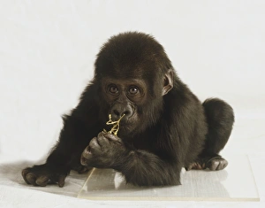 Baby Gorilla, crouching forward holding twig, front view Baby Gorilla, crouching forward holding twig, front view