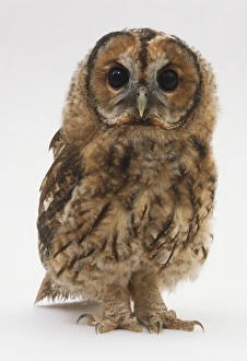 Baby Tawny Owl (Strix aluco), front view Baby Tawny Owl (Strix aluco), front view