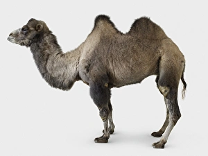 Camelus Bactrianus Prints: Bactrian camel- camelus bactrianus