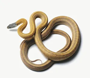Bairds Ratsnake (Pantherophis bairdi) slithering, high angle view Bairds Ratsnake (Pantherophis bairdi) slithering, high angle view