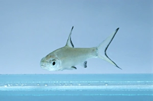 Bala shark (Balantiocheilos melanopterus) Bala shark (Balantiocheilos melanopterus)