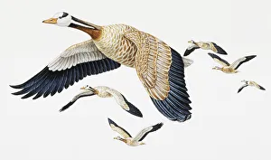 Bar-headed Goose, Anser indicus, flying in formation Bar-headed Goose, Anser indicus, flying in formation