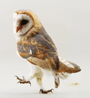 Birds With Sharp Talons Prints: Barn owl, standing, white background