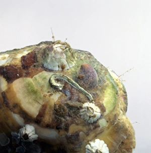 Barnacles on limpet shell, slipper limpet, tubeworm cast, and algae on rock Barnacles on limpet shell, slipper limpet, tubeworm cast, and algae on rock