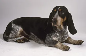 Basset Bleu De Gascogne (Blue Gascony Basset) sitting down Basset Bleu De Gascogne (Blue Gascony Basset) sitting down
