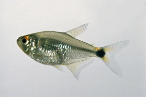 Beacon fish (Hemigrammus ocellifer), a tetra fish Beacon fish (Hemigrammus ocellifer), a tetra fish