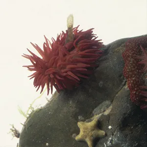 Beadlet anemone attached to rock Beadlet anemone attached to rock
