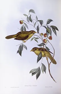 Bell miner (Manorina melanophrys), Engraving by John Gould Bell miner (Manorina melanophrys), Engraving by John Gould