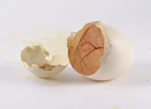 Birds egg shell cracked in two after hatching Birds egg shell cracked in two after hatching