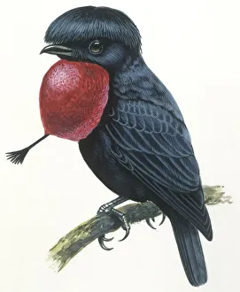 Birds, Passeriformes, Amazonian Umbrellabird, (Cephalopterus ornatus), illustration Birds, Passeriformes, Amazonian Umbrellabird, (Cephalopterus ornatus), illustration