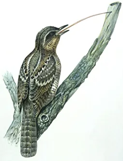 Birds: Piciformes, Eurasian Wryneck, (Jynx torquilla), illustration Birds: Piciformes, Eurasian Wryneck, (Jynx torquilla), illustration