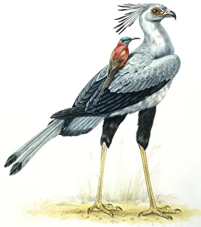 Birds: Secretary Bird, (Falconiformes, Sagittarius serpentarius Birds: Secretary Bird, (Falconiformes, Sagittarius serpentarius