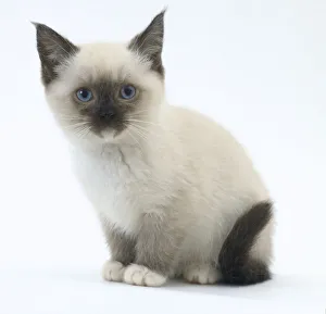 Young Domestic Cat Prints: Birman kitten