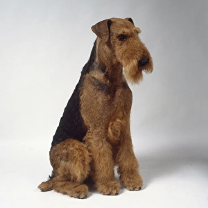 A black and brown Airedale terrier with a wiry coat and a bristly beard sitting on its haunches A black and brown Airedale terrier with a wiry coat and a bristly beard sitting on its haunches