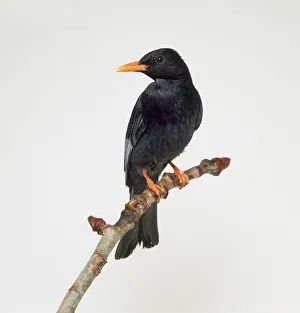 Black Bulbul (Hypsipetes leucocephalus) perching on branch, head in profile Black Bulbul (Hypsipetes leucocephalus) perching on branch, head in profile