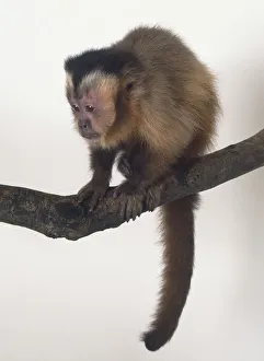 Black-capped Capuchin, Cebus apella, sitting on branch, tail hanging down, leaning forward slightly Black-capped Capuchin, Cebus apella, sitting on branch, tail hanging down, leaning forward slightly