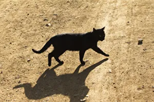 Black cat crosses my path by Lake Inle, Myanmar Black cat crosses my path by Lake Inle, Myanmar