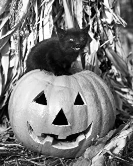 Images Dated 2nd August 2004: Black cat on top of Jack-o-lantern