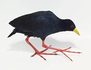 A Black Crake (Amaurornis Flavirostris), side view A Black Crake (Amaurornis Flavirostris), side view