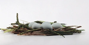 Black-crowned night heron (Nycticorax nycticorax) eggs in nest Black-crowned night heron (Nycticorax nycticorax) eggs in nest