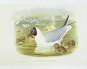 Black-headed gull (Larus ridibundus), Engraving by John Gould, William Hart, H C Richter Black-headed gull (Larus ridibundus), Engraving by John Gould, William Hart, H C Richter