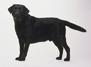 Black Labrador Retriever (Canis familiaris) standing, head turned towards camera, side view Black Labrador Retriever (Canis familiaris) standing, head turned towards camera, side view