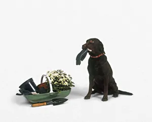 Black Labrador Retriever sitting next to trug of gardening equipment and flowers, holding glove in its mouth Black Labrador Retriever sitting next to trug of gardening equipment and flowers, holding glove in its mouth