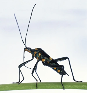 Black Long-Horned beetle with orange spots, long jointed legs, and lengthy antennae protruding from its small head Black Long-Horned beetle with orange spots, long jointed legs, and lengthy antennae protruding from its small head