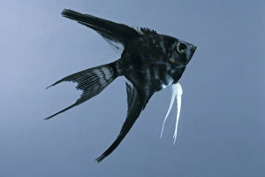 Black marbled veiltail angelfish (Pterophyllum scalare), side view Black marbled veiltail angelfish (Pterophyllum scalare), side view