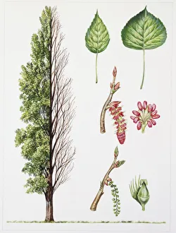 Black Poplar (Populus nigra), illustration Black Poplar (Populus nigra), illustration