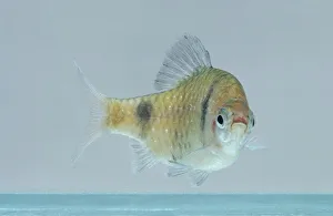 Black Ruby Barb (Puntius nigrofasciatus) Black Ruby Barb (Puntius nigrofasciatus)