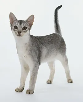 Black sales abyssinian cat