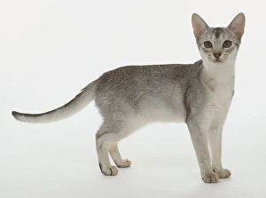 Prints of Black Silver Abyssinian kitten with white underparts and black ticking standing side view