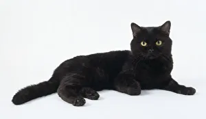 Black Smoke British shorthaired cat with rounded face and black pads, lying down Black Smoke British shorthaired cat with rounded face and black pads, lying down