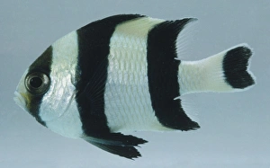 Black-tailed Humbug, dascyllus melanurus, silver fish with thick vertical black stripes and a long tail Black-tailed Humbug, dascyllus melanurus, silver fish with thick vertical black stripes and a long tail