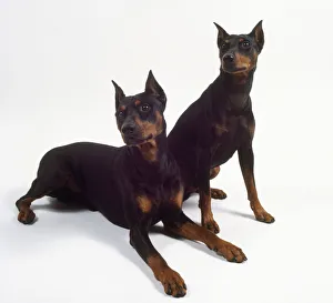Two black and tan German pinschers with pointed cropped ears, one sitting and the other lying on the floor Two black and tan German pinschers with pointed cropped ears, one sitting and the other lying on the floor